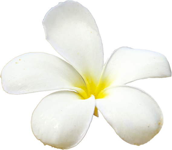 white frangipani flower